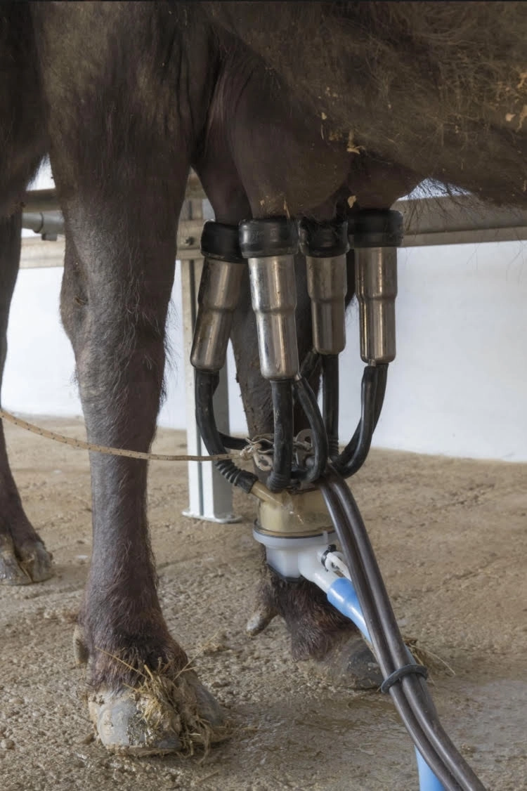 Tout savoir sur les bienfaits du lait de bufflonne