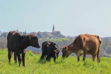 Visite de ferme en famille ou entre amis près de Lectoure dans le Gers